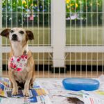 Feira de adoção de pets em Betim reúne 20 animais à espera de um novo lar neste sábado (21)