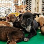 Evento de adoção de pets acontece no Monte Carmo Shopping