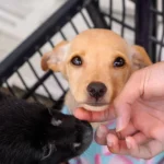Fim de semana de amor e cuidado reúne dezenas de animais para adoção em Betim