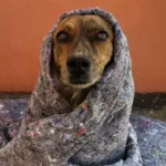 Campanha arrecada agasalhos e cobertores para ajudar animais de rua em Betim