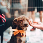 Monte Carmo Shopping recebe evento de adoção de cães e gatos neste sábado