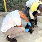 Betim inicia campanha de vacinação antirrábica para cães e gatos e pretende imunizar até 60 mil animais