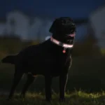 Iniciativa vai beneficiar 5 mil cães e gatos com coleiras refletivas em Betim
