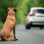 CNH suspensa ou cassada e multa: veja punições para abandono de animais se projeto virar lei