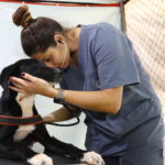 Mutirão gratuito de castração animal está com inscrições abertas