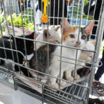 Betim promove evento de adoção exclusivo de gatos neste sábado
